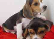 Cachorros beagle tricolor disponibles machos y hembras