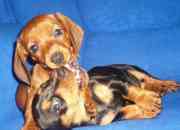 Cachorros teckel únicos y espectaculares dachshund salchichas MINIATURA