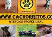 en CACHORRITOS DE COLOMBIA encuentra servicio de estetica canina para perros y gatos.