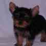espectaculares cachorros de yorkshire terrier garantizados 3216781421