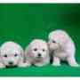 Hermosos cachorros a la venta inf: 3166548991 whatsapp