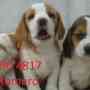 Hermosos cachorros beagle tricolor y limon