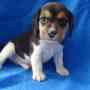 ultimo cachorro de beagle tricolor macho