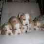 vendo lindos cachorros beagle limon