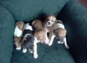 Hermosos Cachorros Jack Russell !!